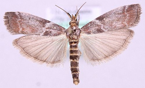 Laodamia faecella